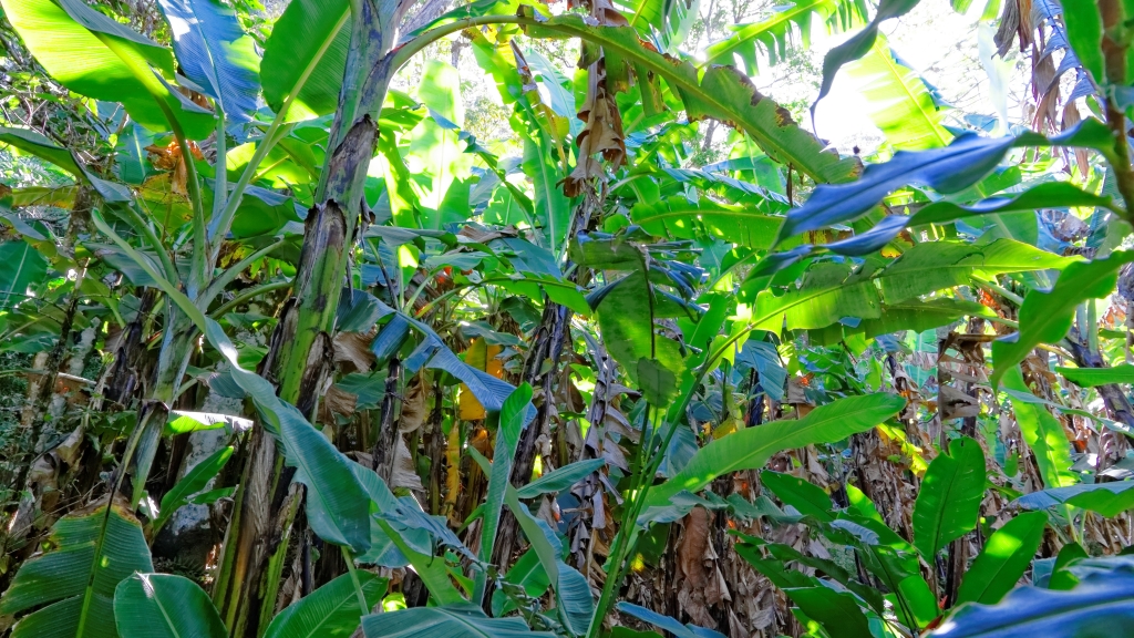 07 - Monterverde (07)1.jpg